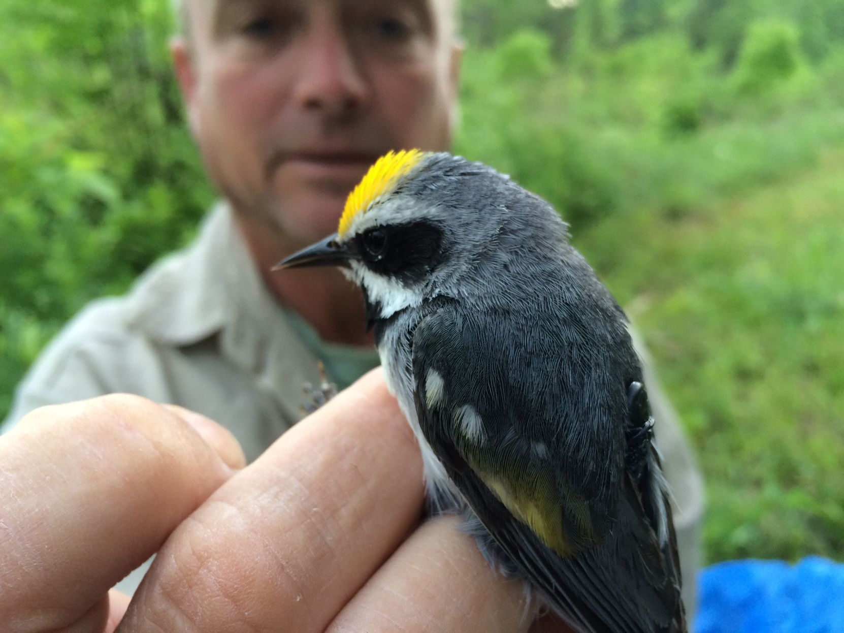 Golden-winged warbler